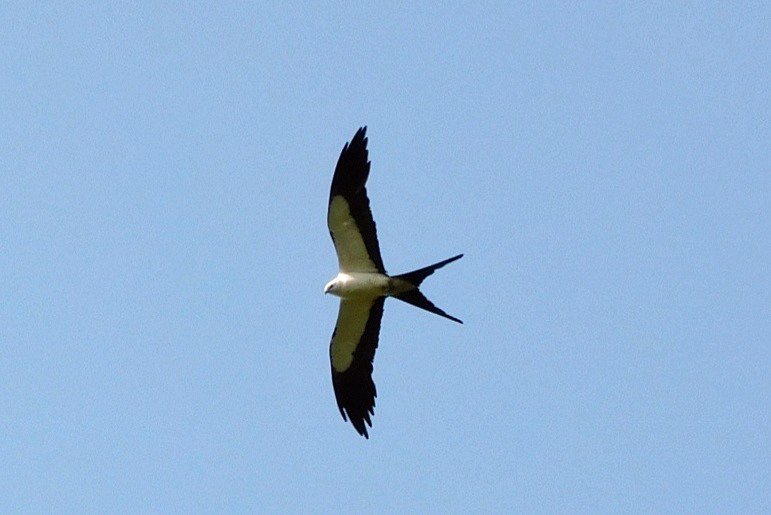 Swallow-tailed Kite - ML638548846