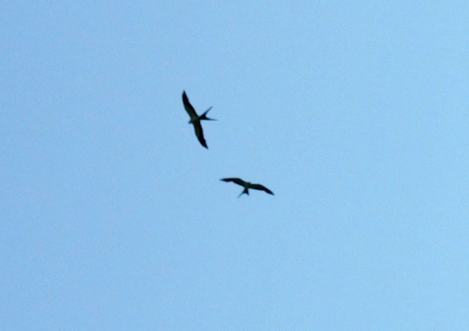 Swallow-tailed Kite - ML638548847
