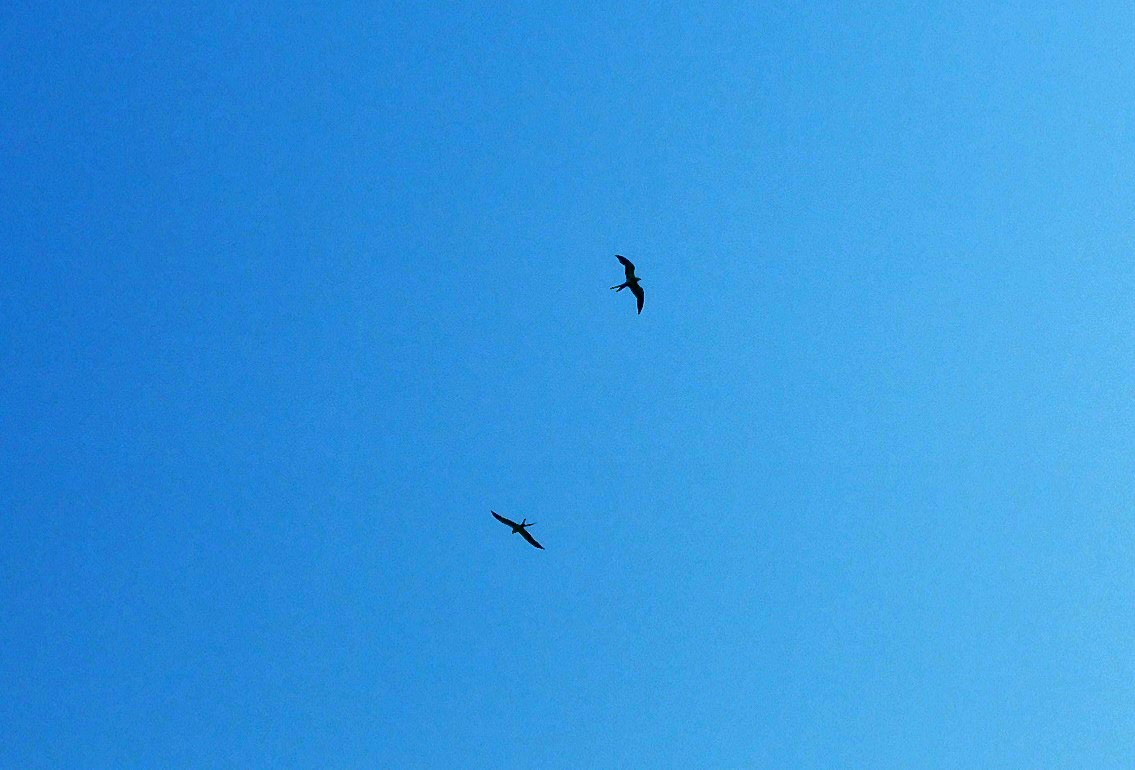 Swallow-tailed Kite - ML638548848