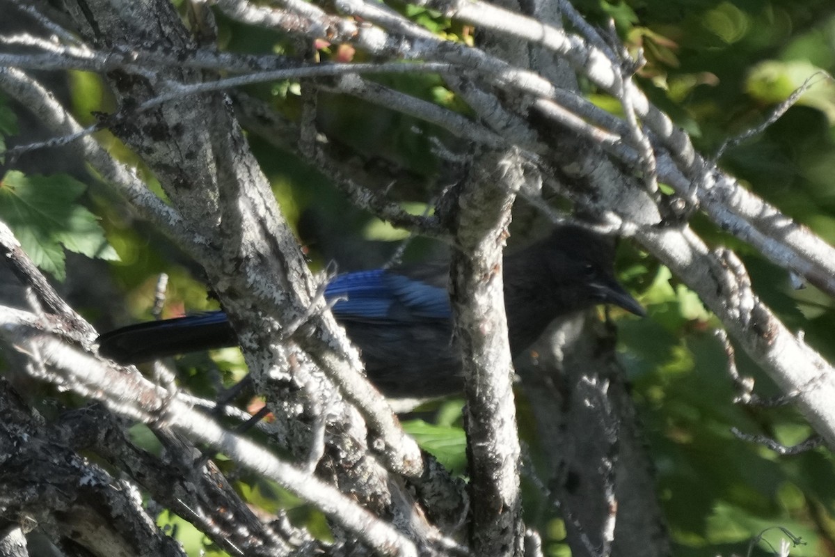 Steller's Jay - ML638548851