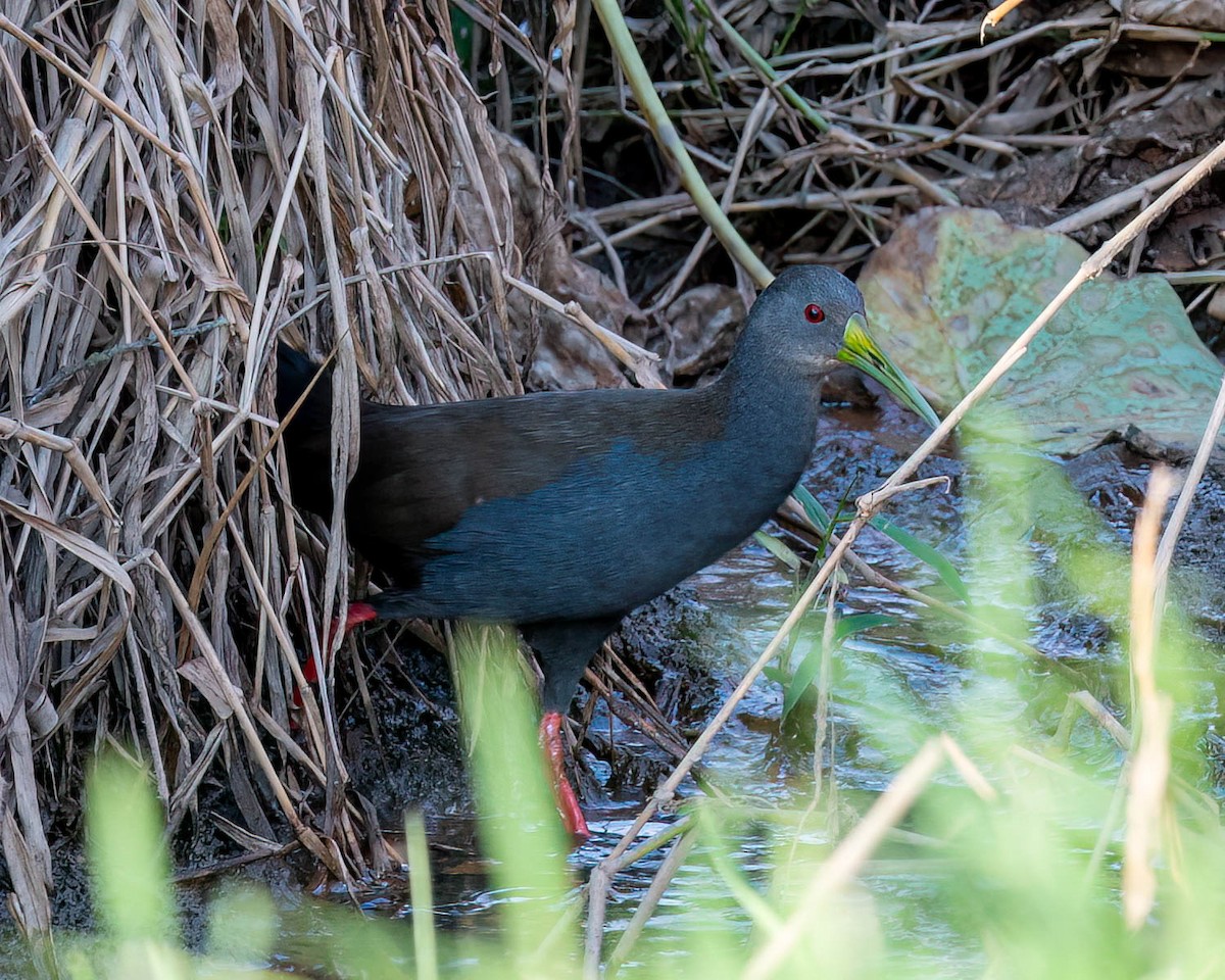 Blackish Rail - ML638548852