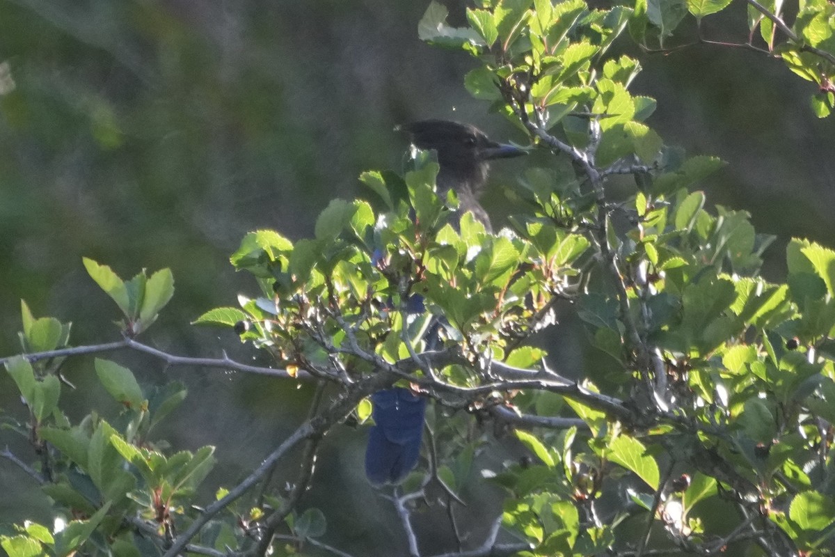 Steller's Jay - ML638548859