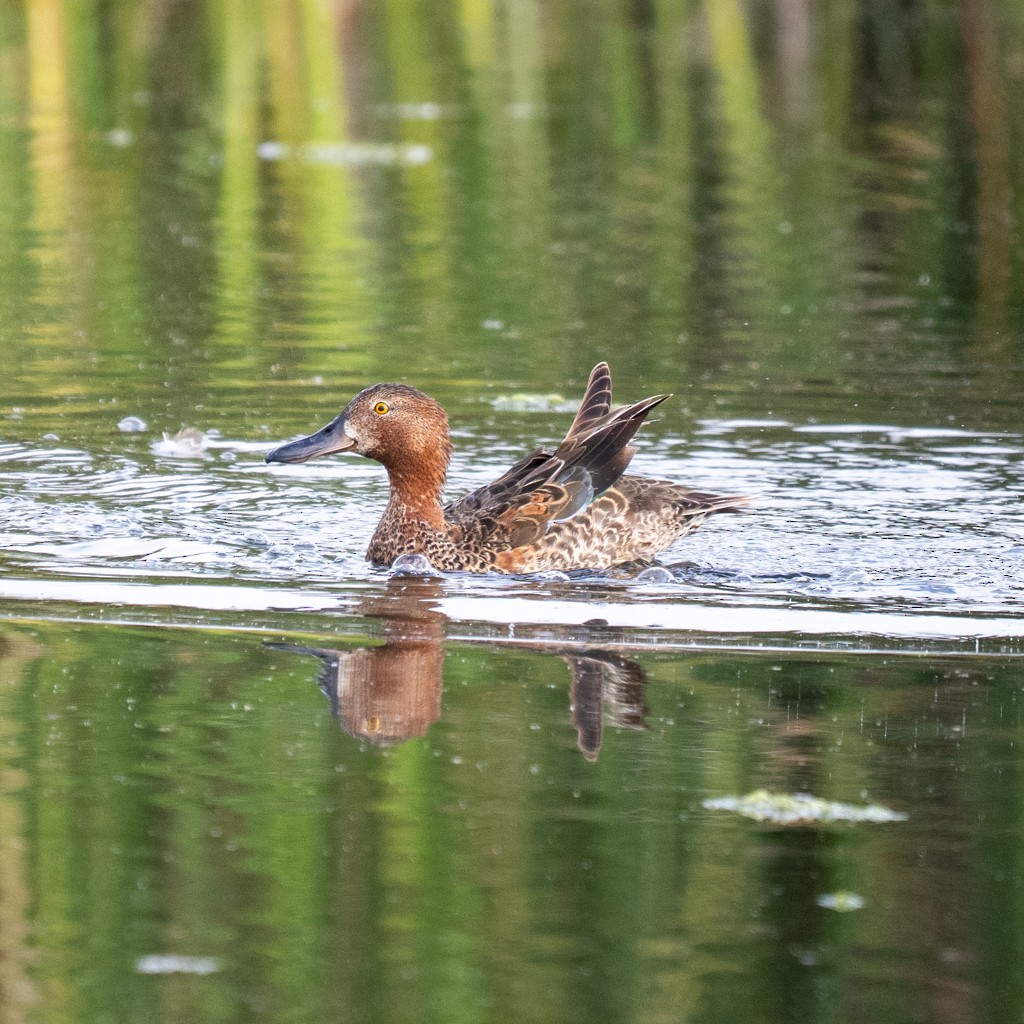 Cinnamon Teal - ML638548863