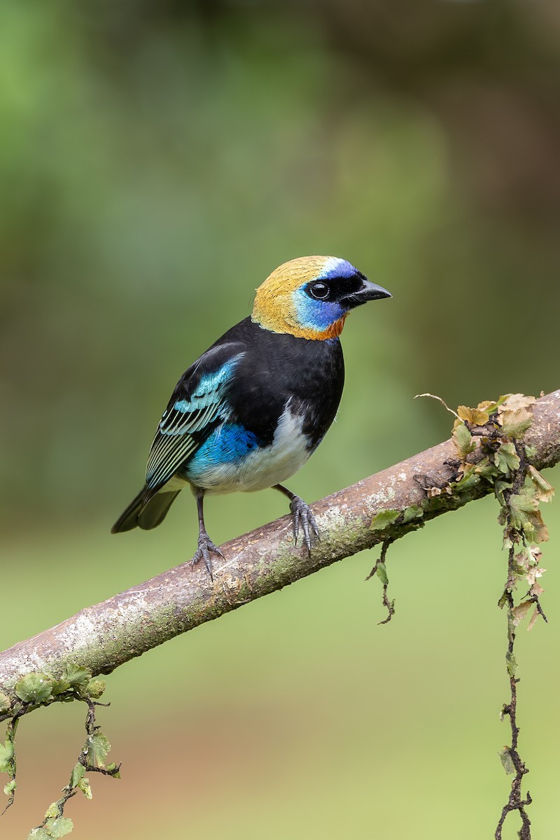 Golden-hooded Tanager - ML638548867