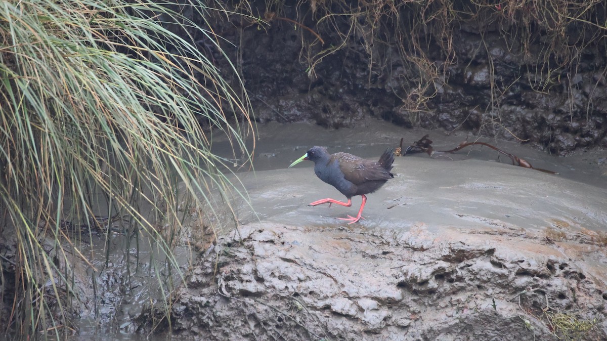 Plumbeous Rail - ML638548875