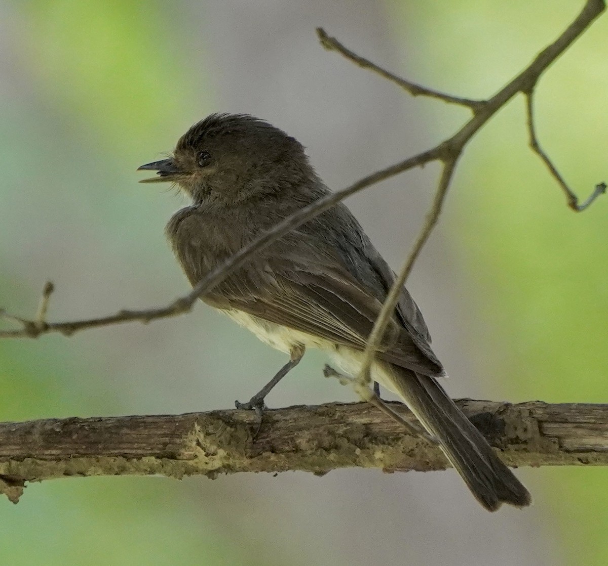 Eastern Phoebe - ML638548876
