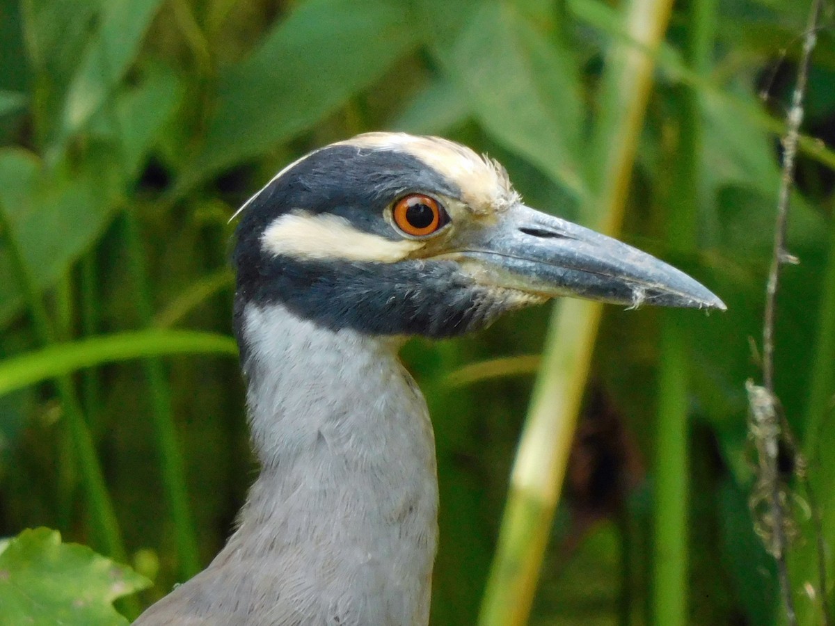 Yellow-crowned Night Heron - ML638548879