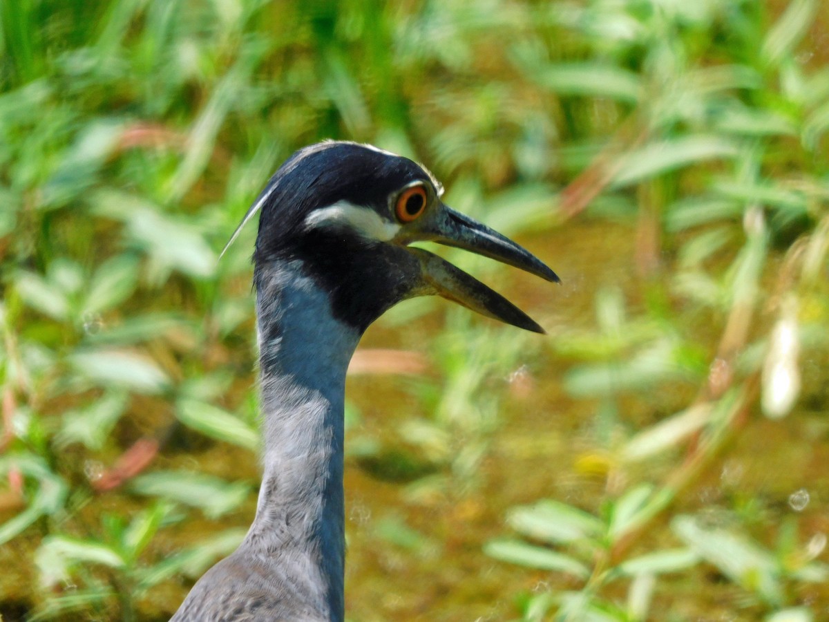 Yellow-crowned Night Heron - ML638548880