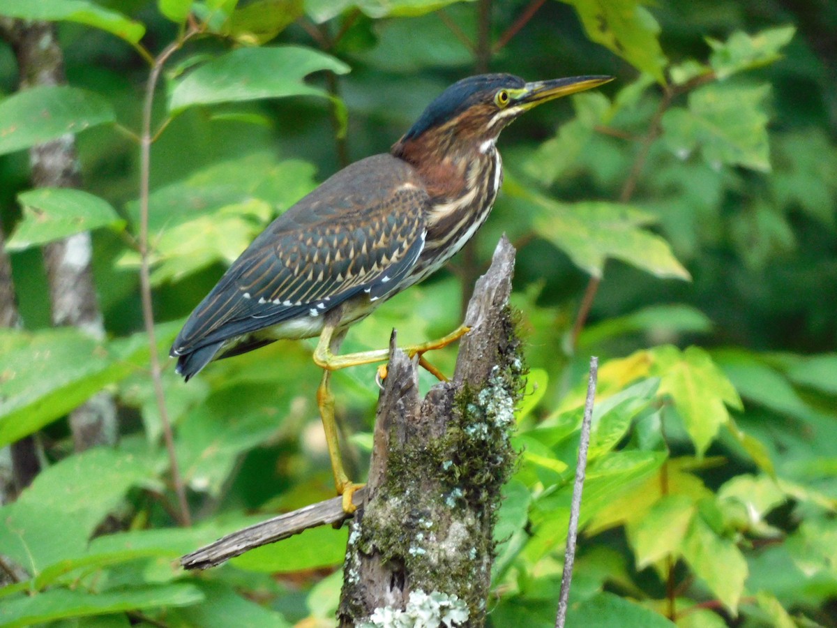 Yellow-crowned Night Heron - ML638548881