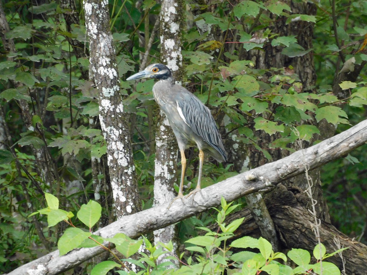 Yellow-crowned Night Heron - ML638548882