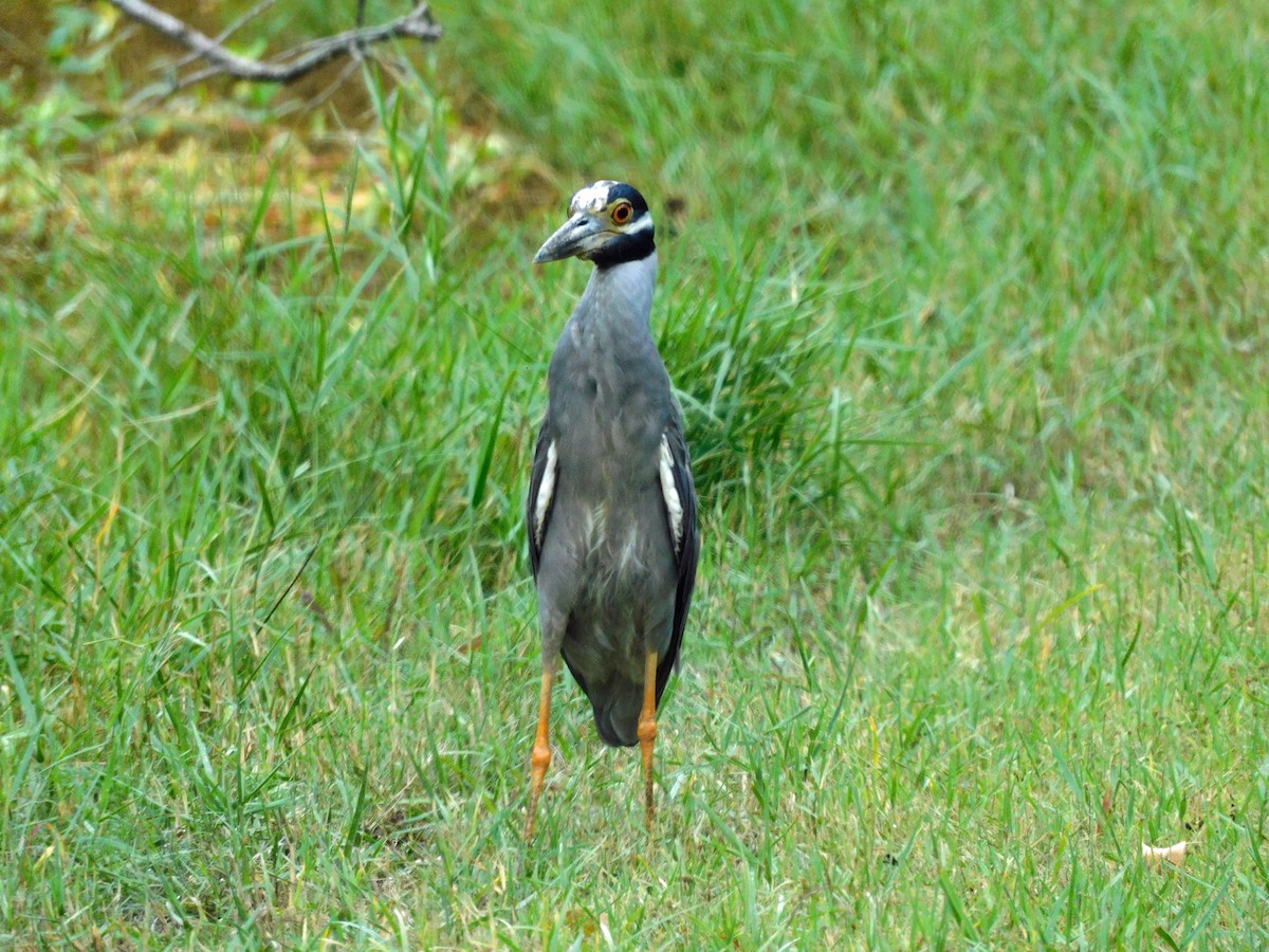 Yellow-crowned Night Heron - ML638548883