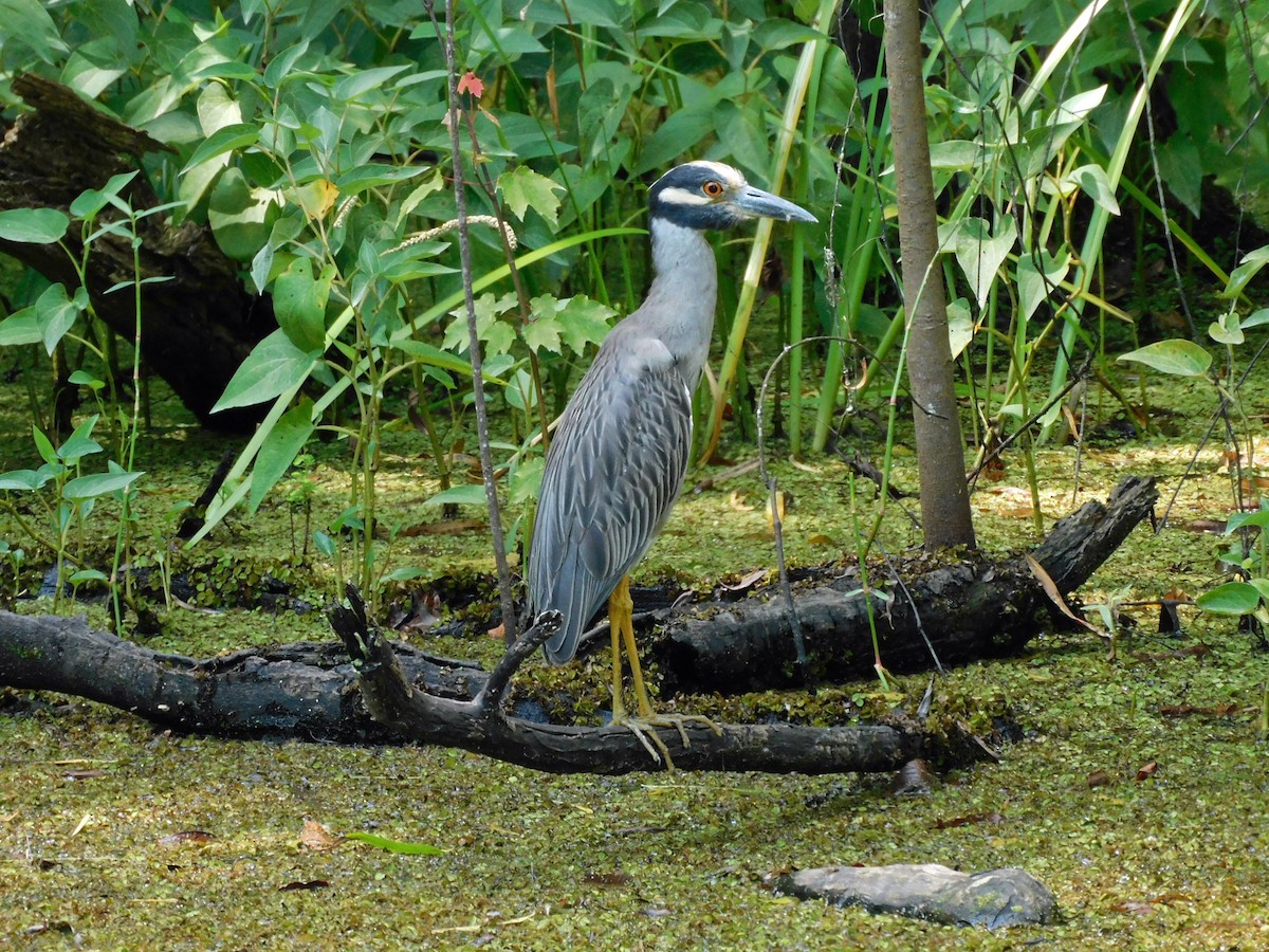 Yellow-crowned Night Heron - ML638548884