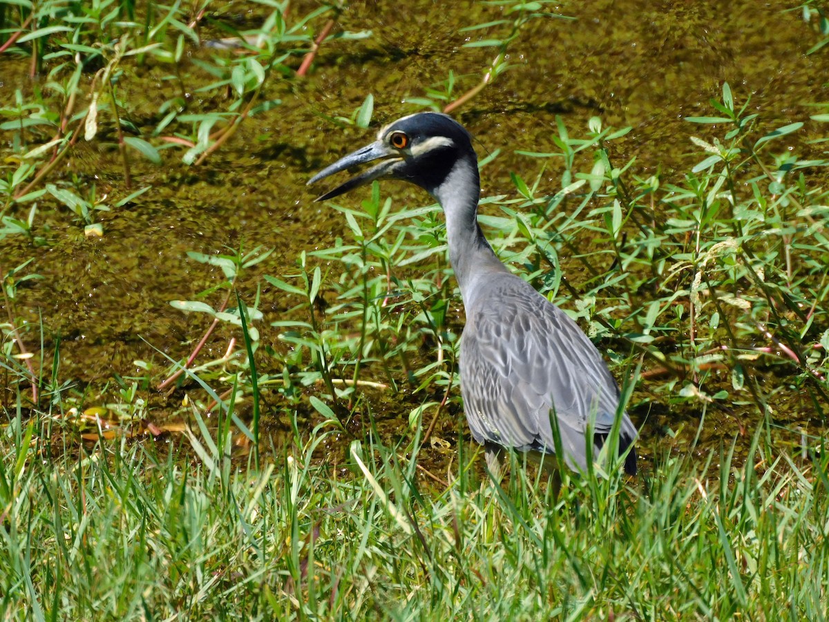 Yellow-crowned Night Heron - ML638548886