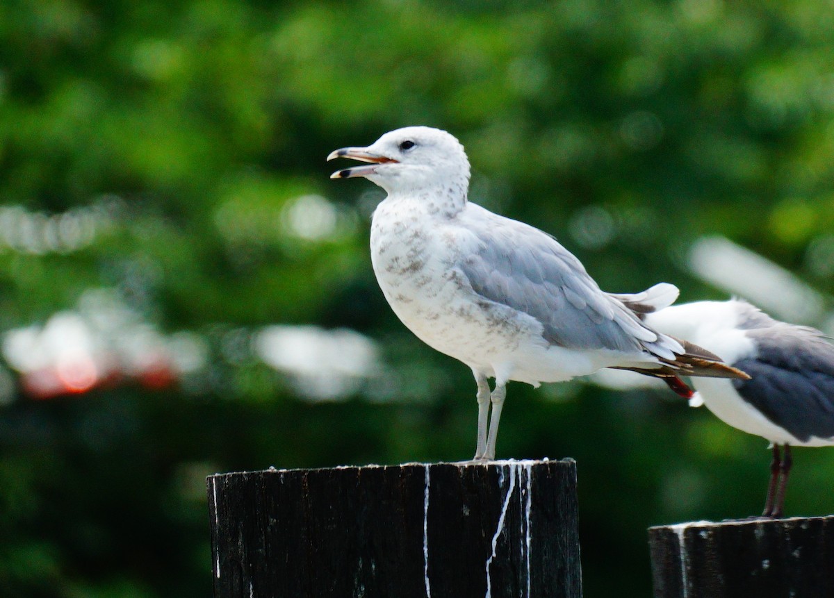 Ring-billed Gull - ML638548887