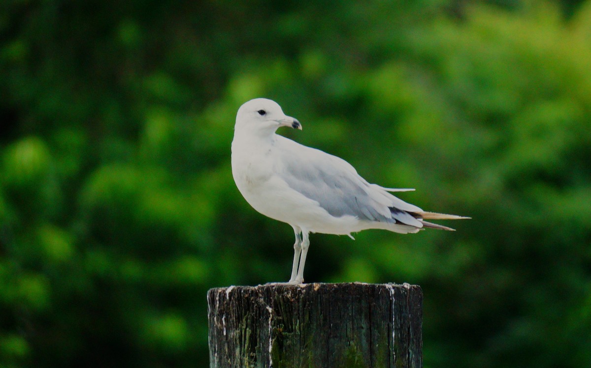 Ring-billed Gull - ML638548888