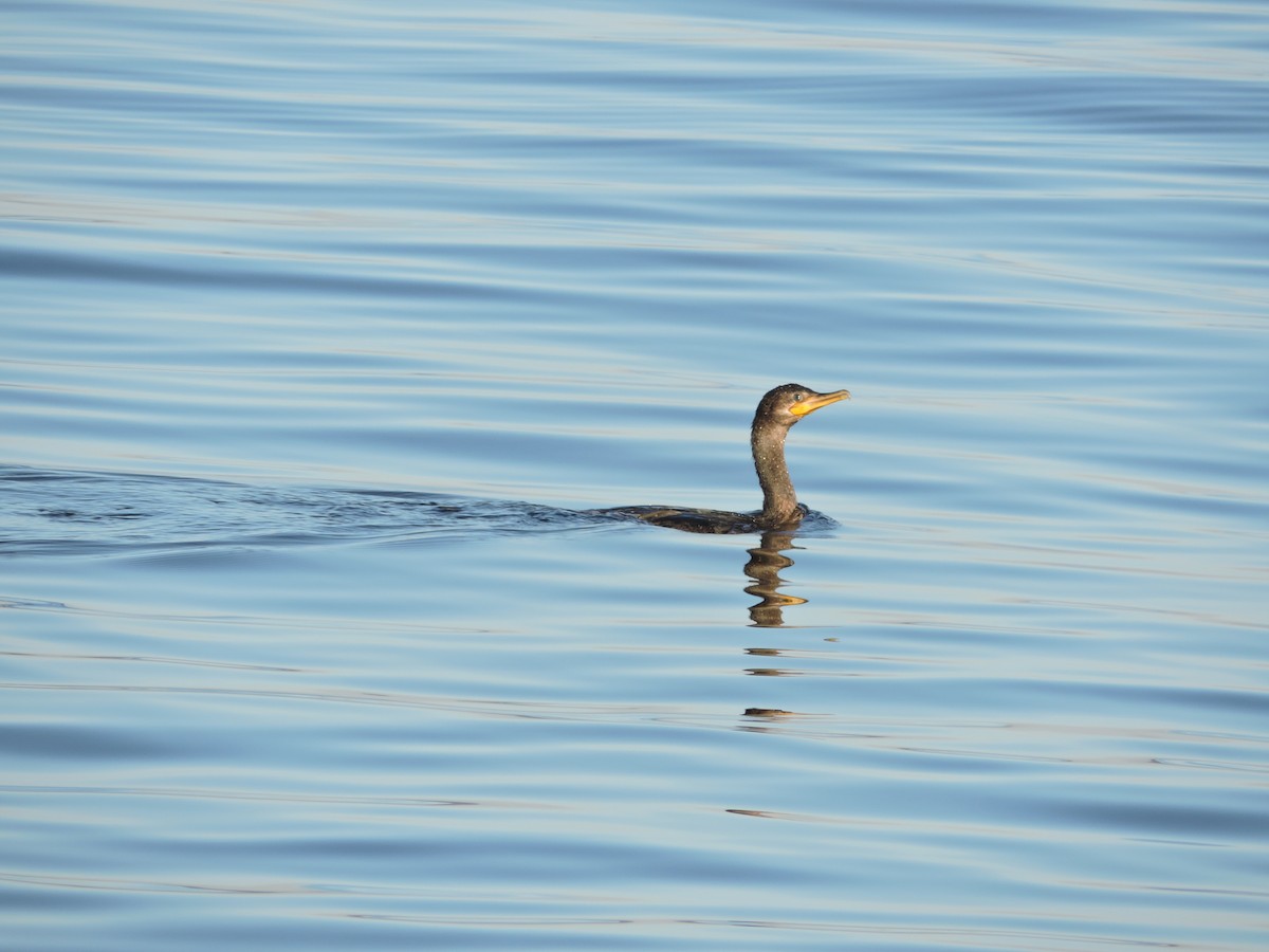 Neotropic Cormorant - ML638548891