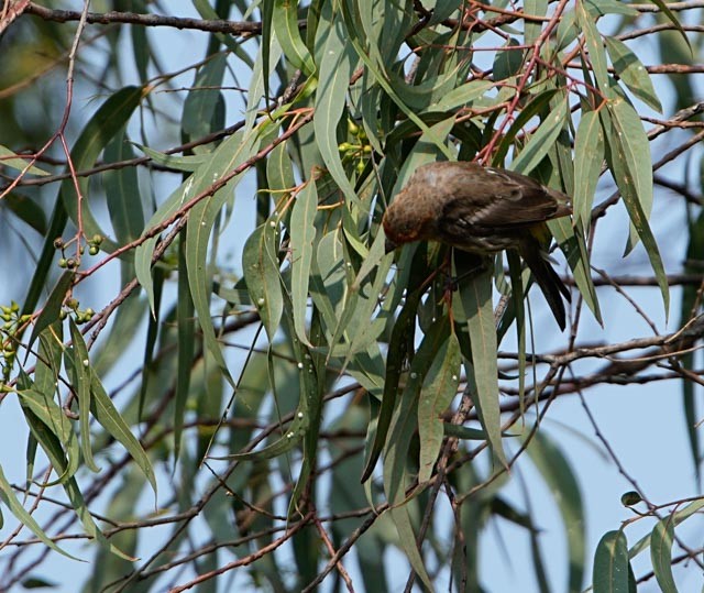 House Finch - ML638548900