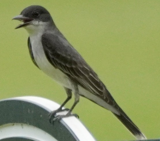 Eastern Kingbird - ML638548902