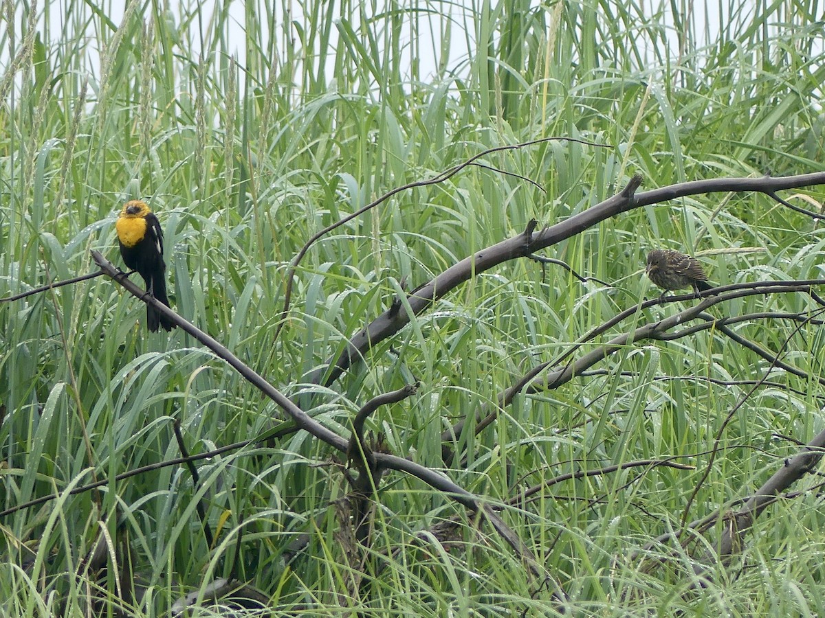 Yellow-headed Blackbird - ML638548907
