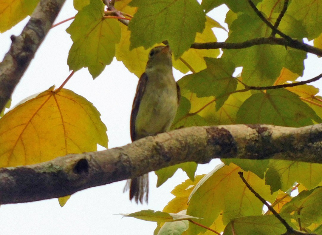 Acadian Flycatcher - ML638548908