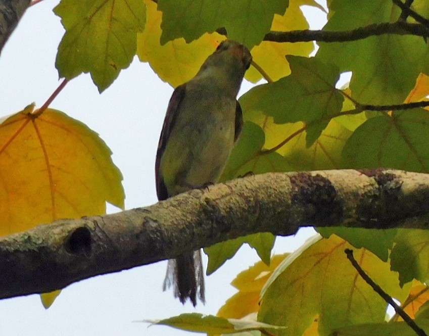 Acadian Flycatcher - ML638548909