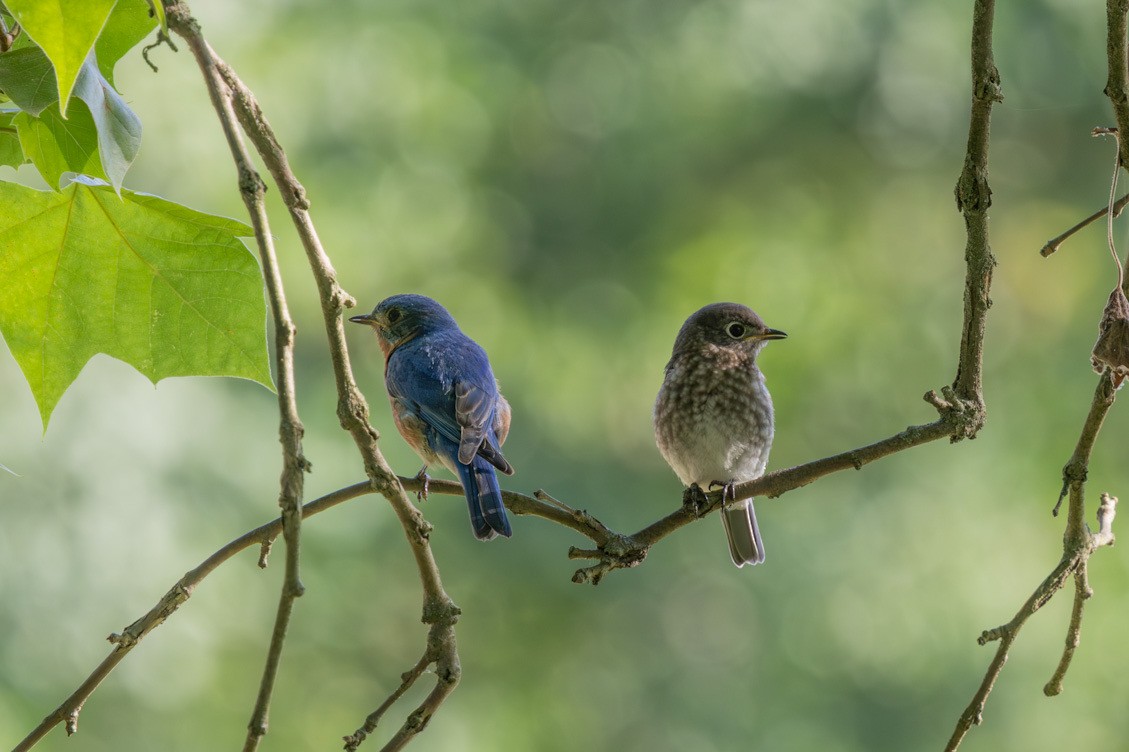 Eastern Bluebird - ML638548910