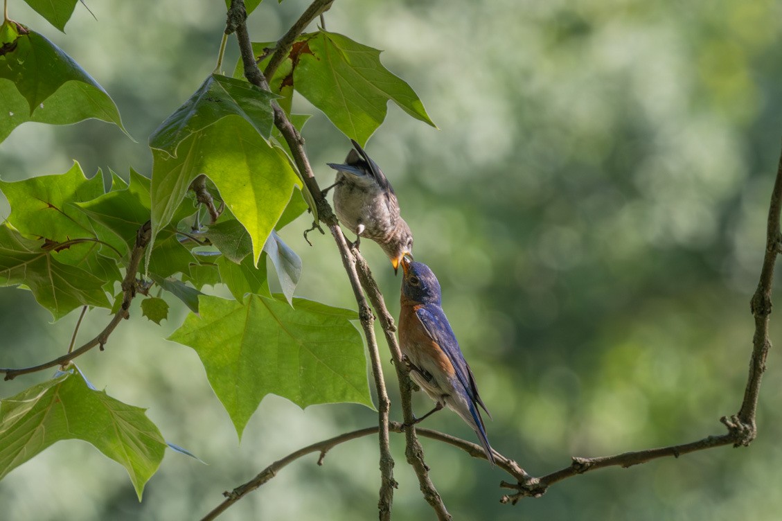 Eastern Bluebird - ML638548911