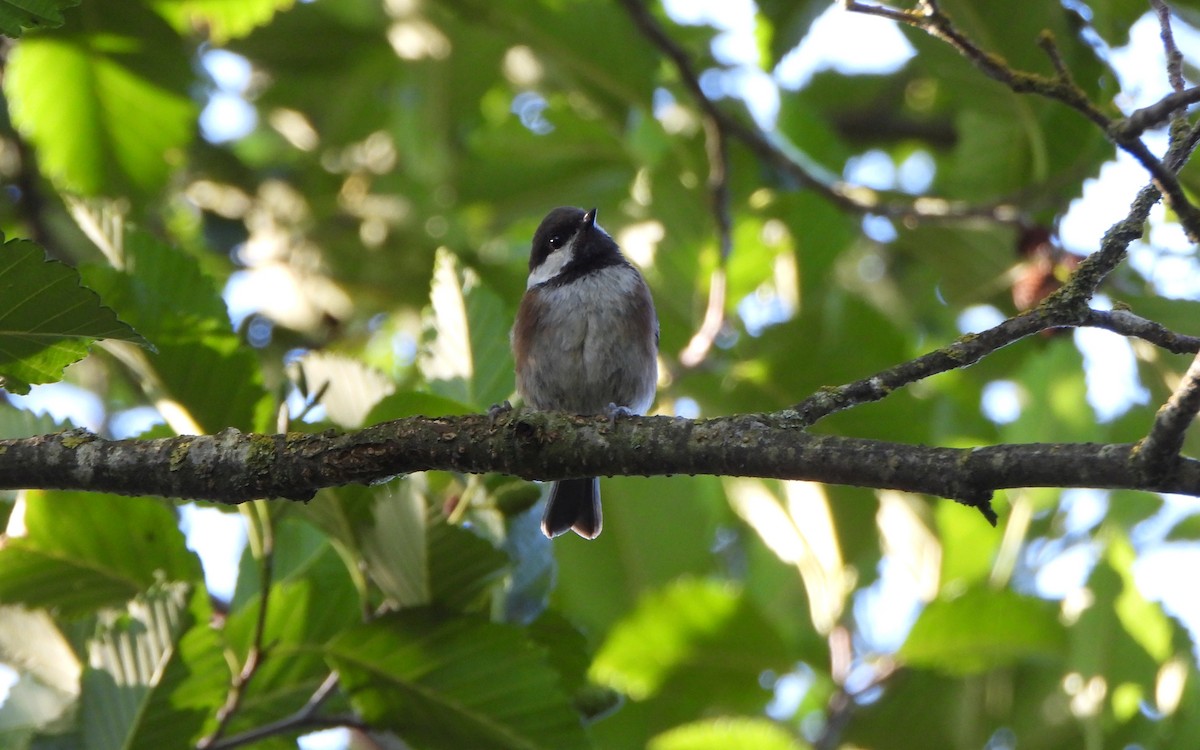 Chestnut-backed Chickadee - ML638548915
