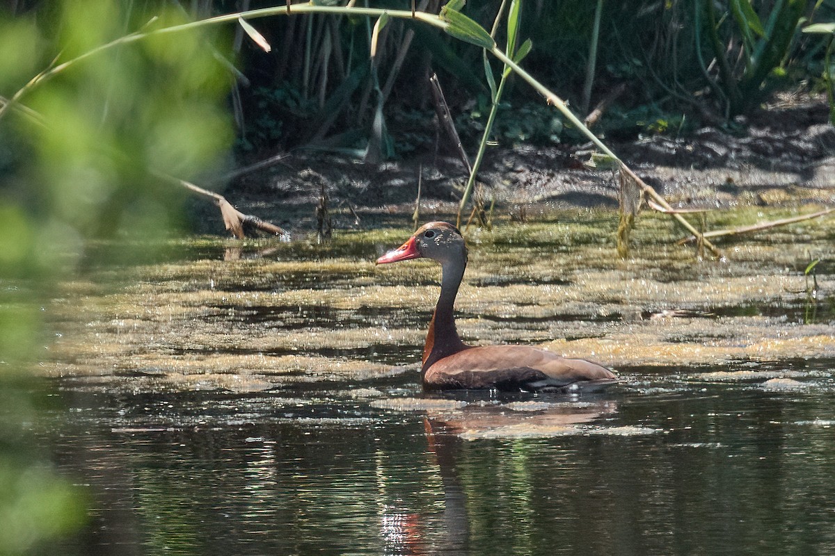 Black-bellied Whistling-Duck - ML638548920