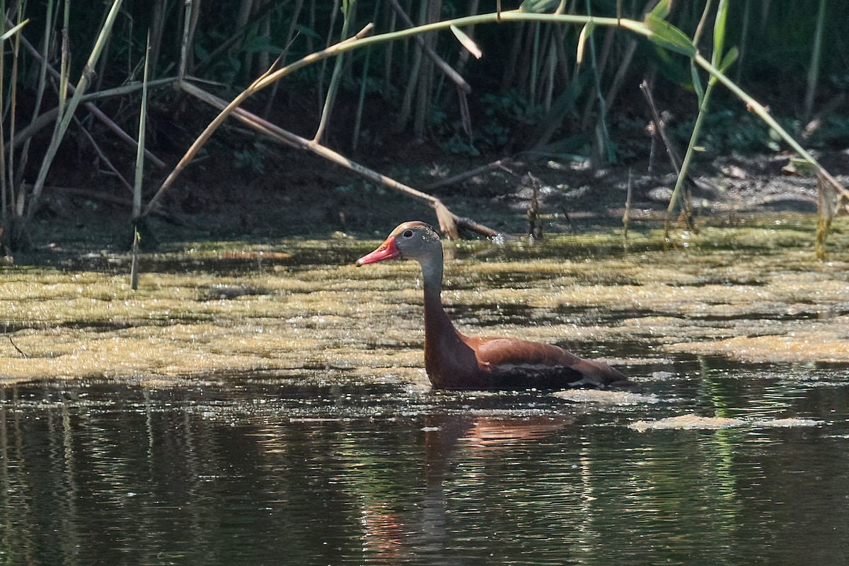 Black-bellied Whistling-Duck - ML638548921