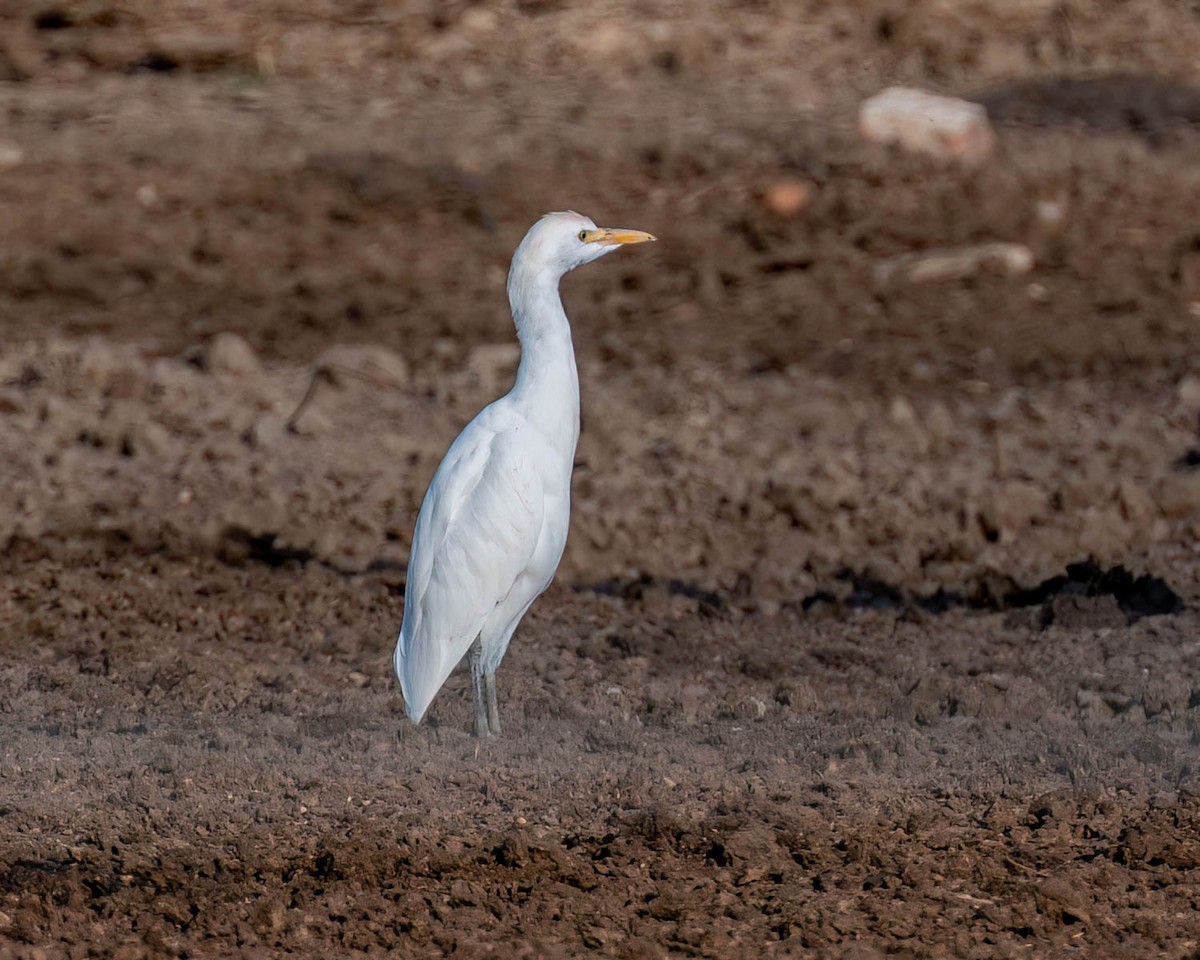 Western Cattle-Egret - ML638548922