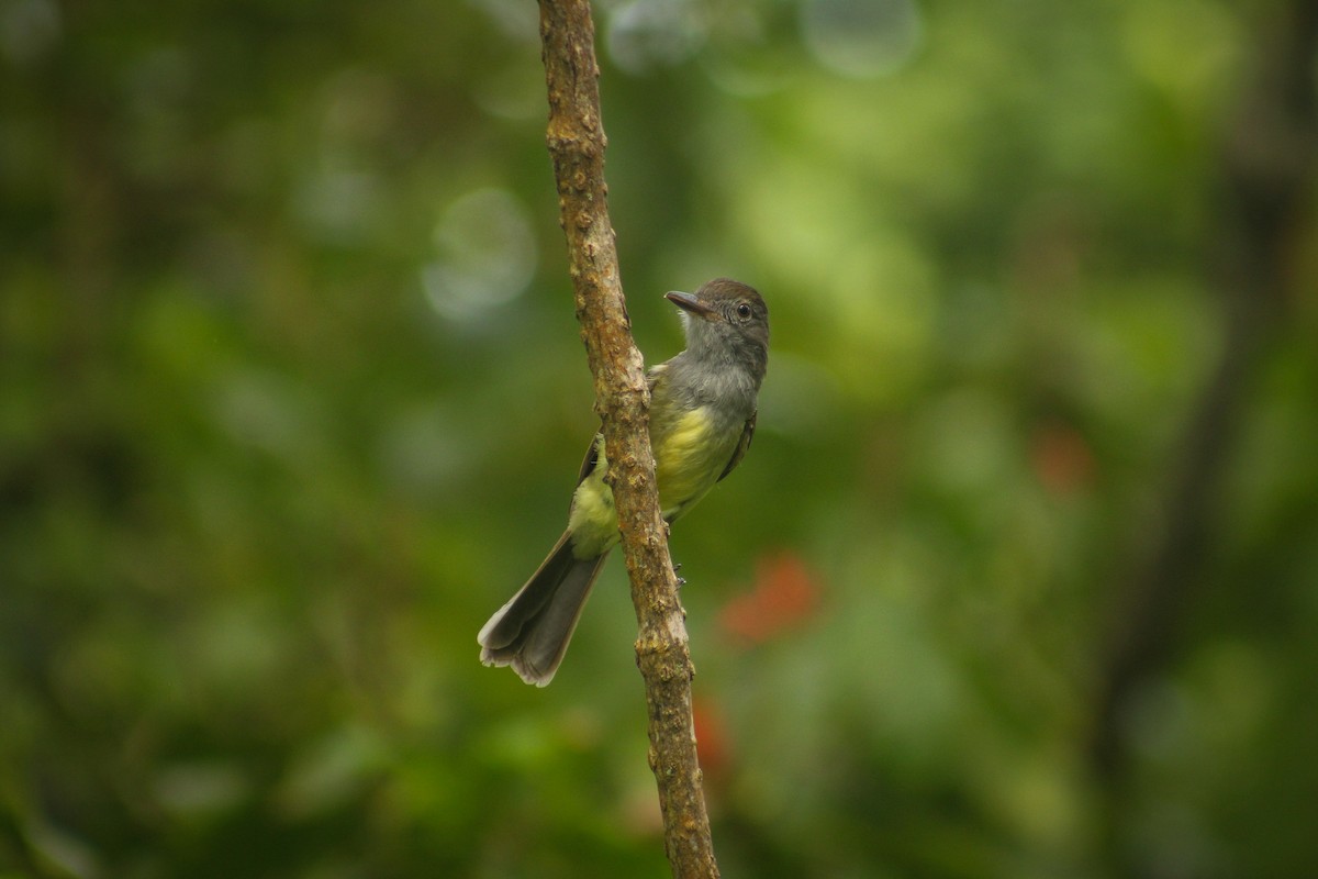 Panama Flycatcher - ML638548938