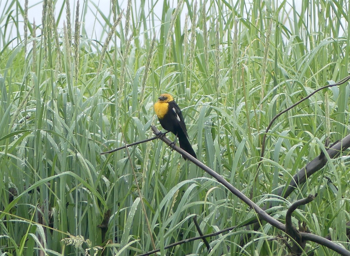 Yellow-headed Blackbird - ML638548941