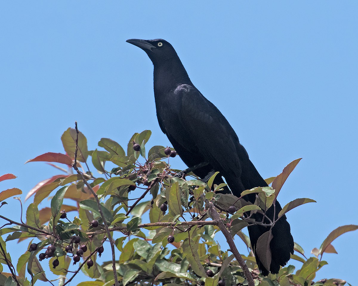 Great-tailed Grackle - ML638548943