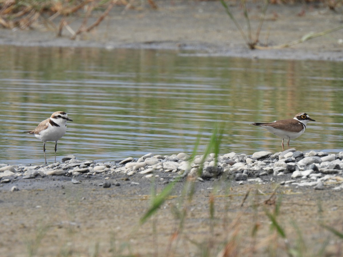 Kentish Plover - ML638548949