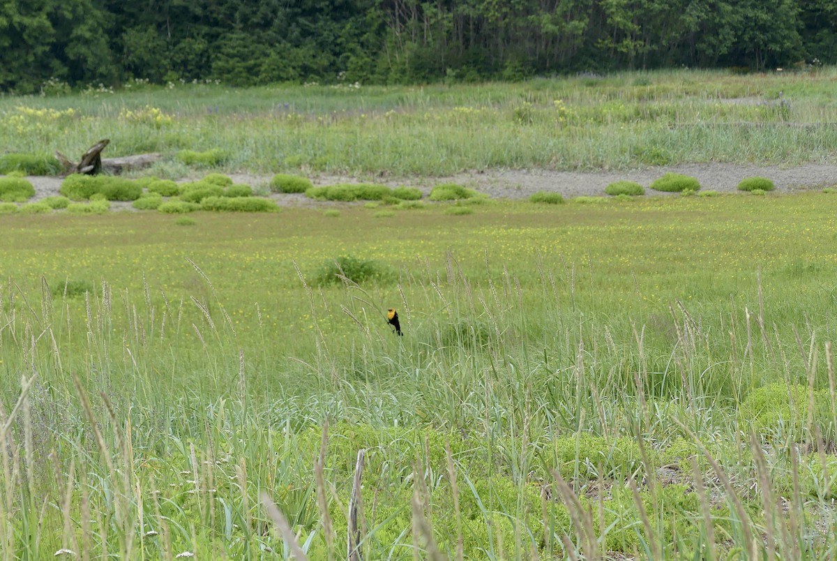 Yellow-headed Blackbird - ML638548971