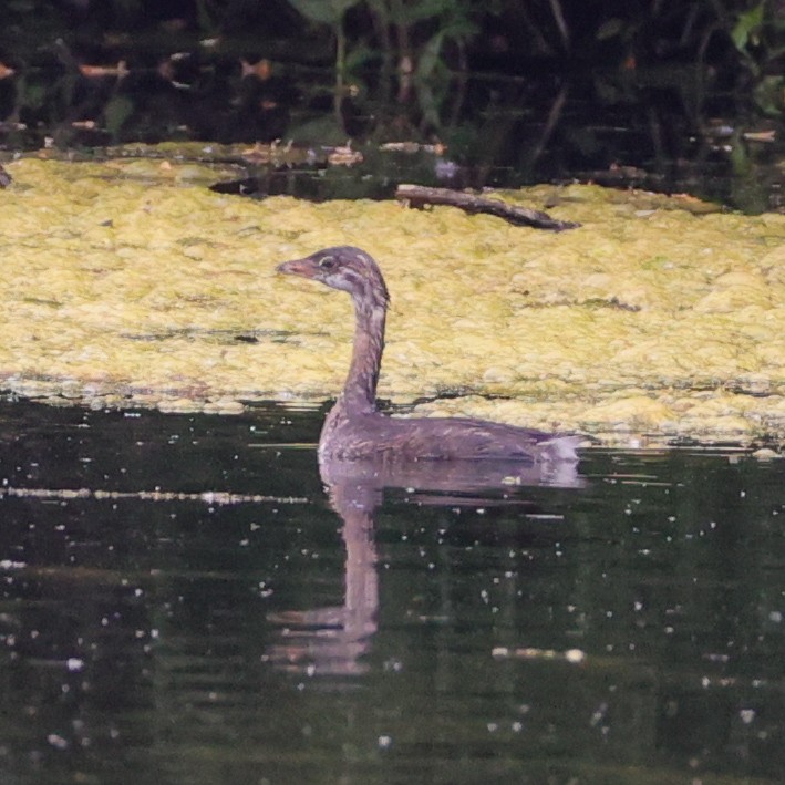 Pied-billed Grebe - ML638548975