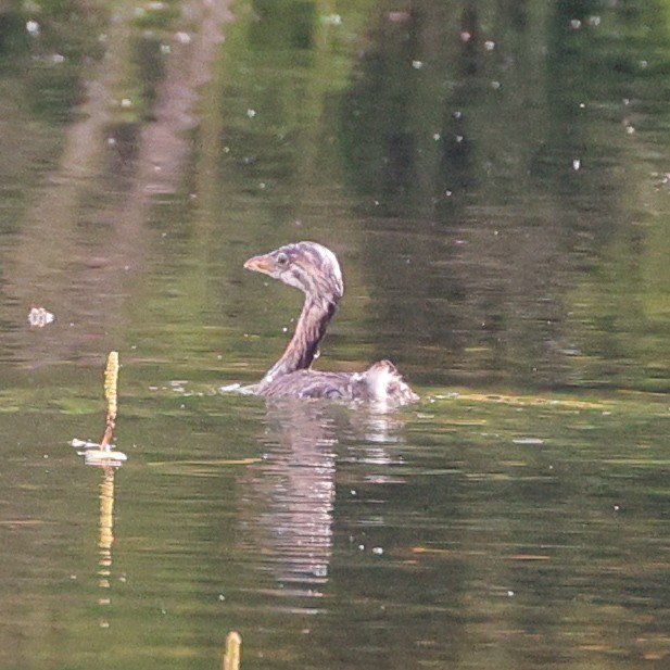 Pied-billed Grebe - ML638548976