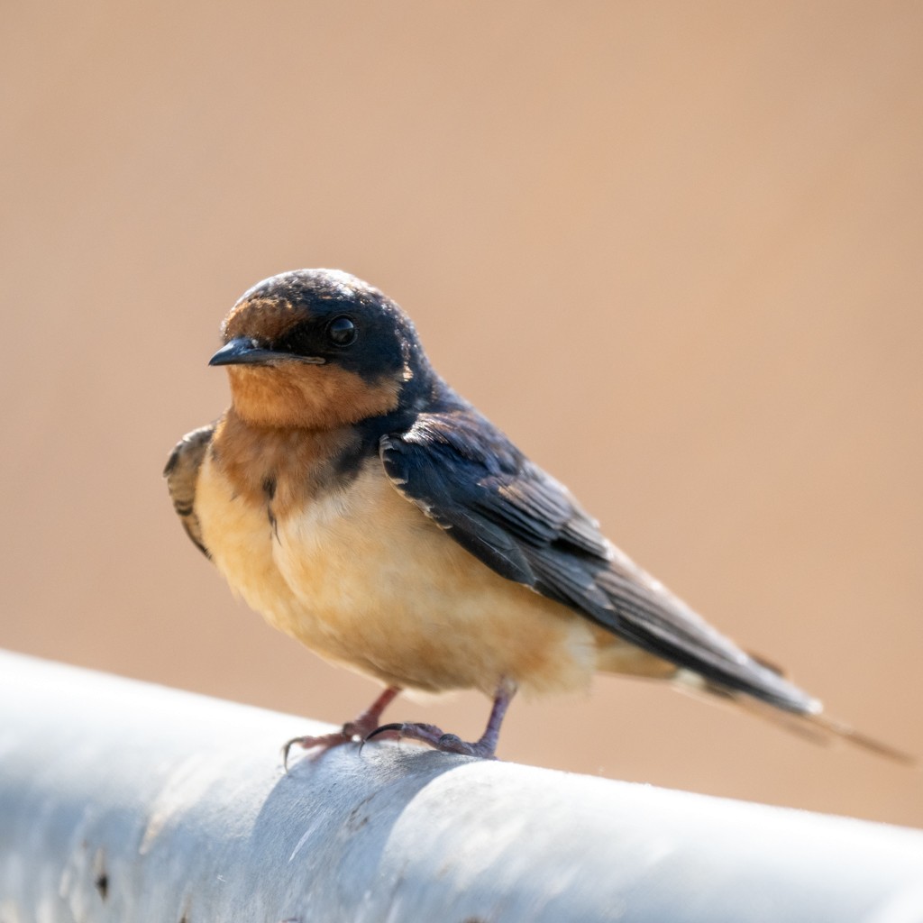 Barn Swallow - ML638548979