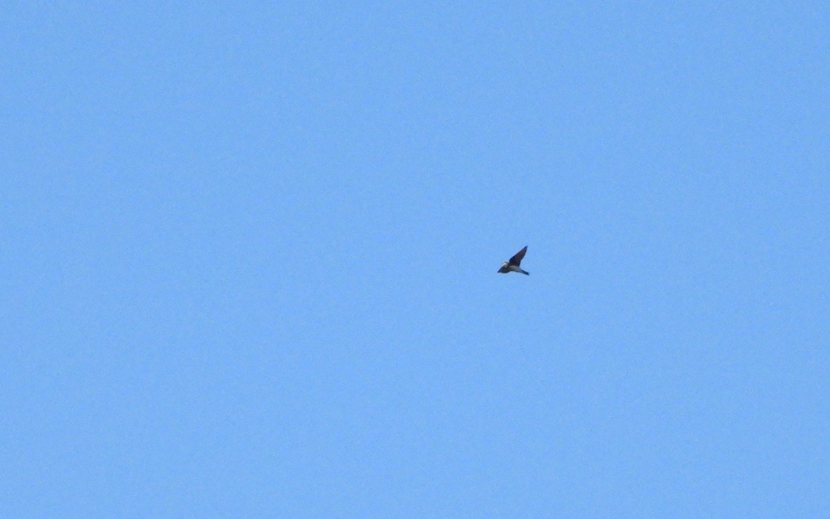 Avión Zapador - ML638548980