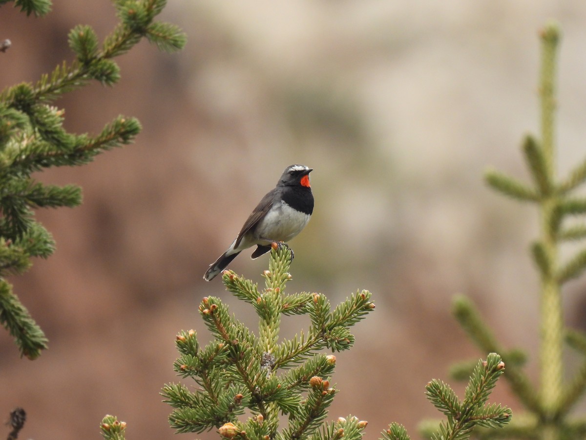 Himalayan Rubythroat - ML638549008