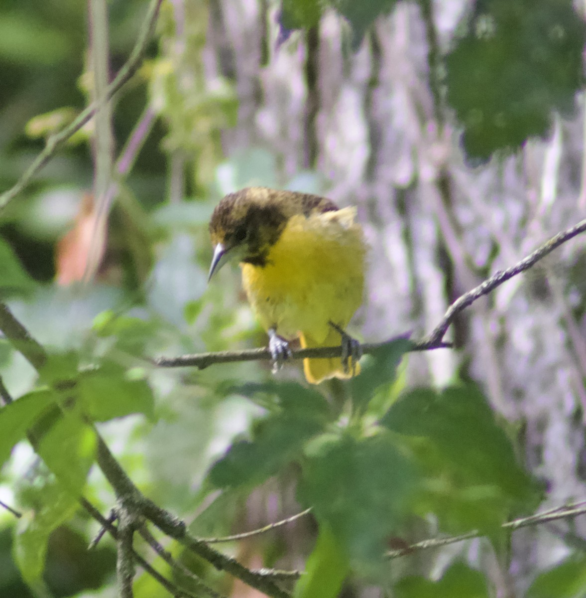 Baltimore Oriole - ML638549009