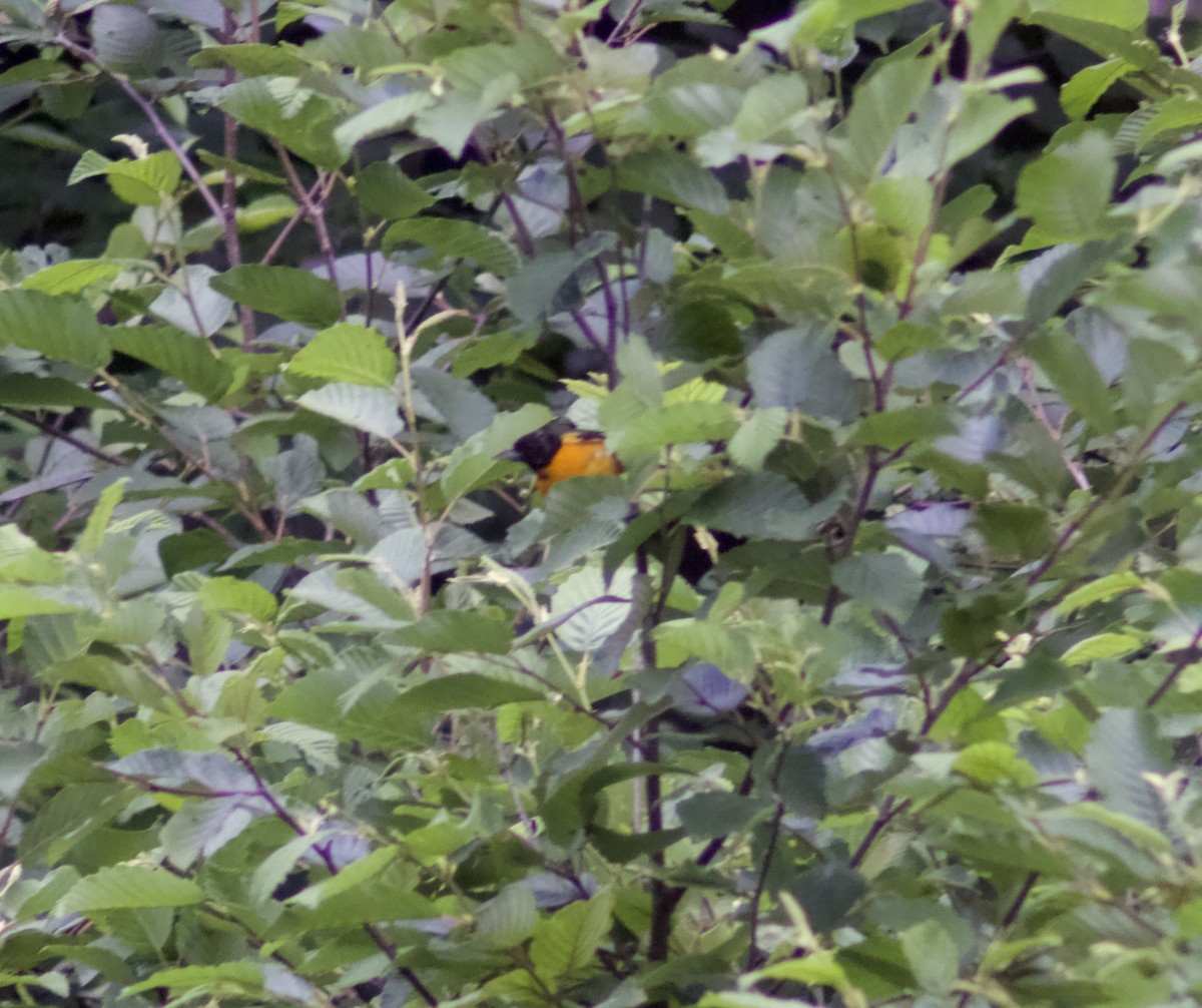 Baltimore Oriole - ML638549010