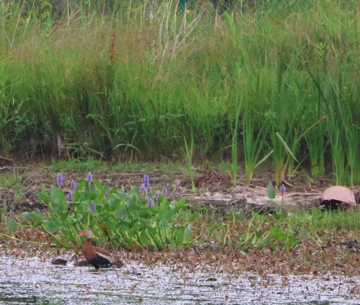 Black-bellied Whistling-Duck - ML638549012