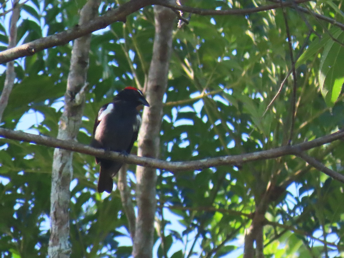 Scarlet-browed Tanager - ML638549016