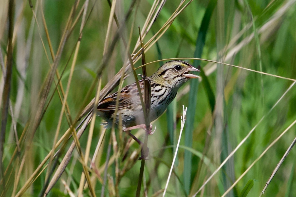 House Sparrow - ML638549019