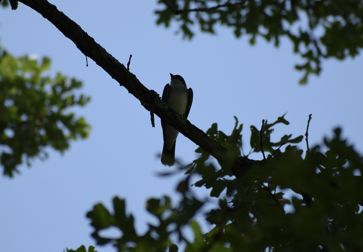 Eastern Kingbird - ML638549021