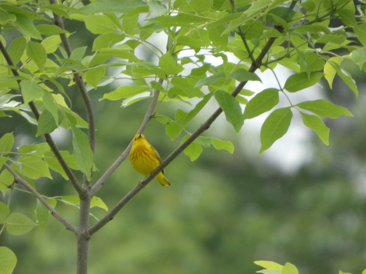 Yellow Warbler - ML638549022