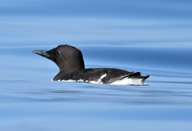 Common Murre - ML638549024