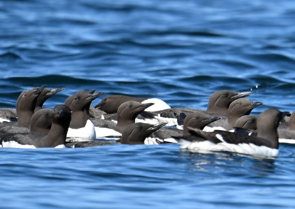 Common Murre - ML638549025
